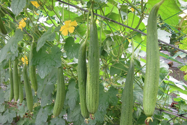 Phương pháp gieo trồng cây mướp cho năng suất cao