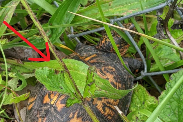 Giải cứu 1 con rùa mắc kẹt, người phụ nữ nâng nó lên rồi ngay lập tức chỉ muốn bỏ chạy thật xa