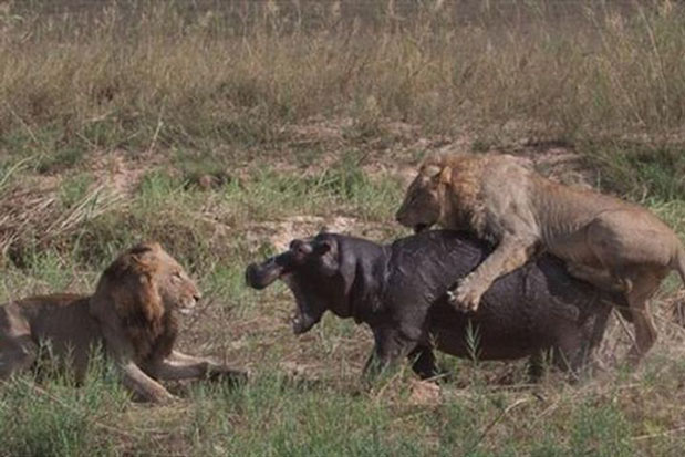 Hà mã đi lạc gặp hai sư tử: Kết thảm thương