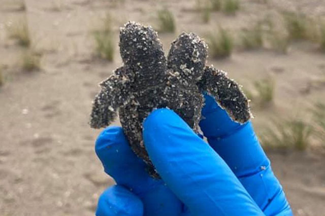 Phát hiện rùa 2 đầu trên biển