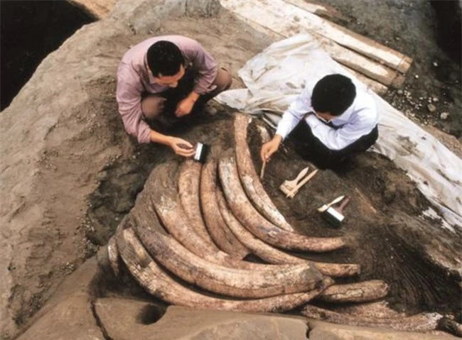 Tìm thấy 1000 ngà voi cổ đại trong lòng đất nhưng đang khai quật thì chuyên gia đột nhiên hét lớn "Chôn xuống ngay", nguyên do khiến ai cũng há hốc - Ảnh 1.