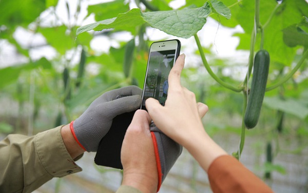 Đẩy nhanh tiến độ kết nối tiêu thụ nông sản qua các kênh online 