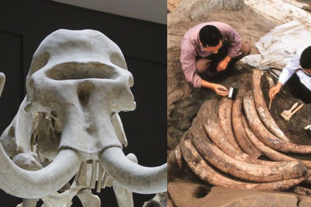 Tìm thấy 1000 ngà voi cổ đại trong lòng đất nhưng đang khai quật thì chuyên gia đột nhiên hét lớn "Chôn xuống ngay", nguyên do khiến ai cũng há hốc