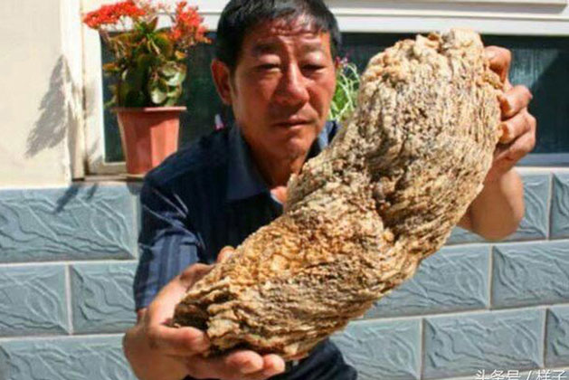 Người đàn ông nhặt được loại ‘thần dược’ Tần Thủy Hoàng cất công tìm kiếm, quan chức địa phương lập tức đến nhà