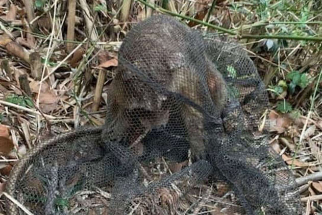 Con vật bí hiểm chạy qua, ai cũng tưởng là chó, đến khi bắt được nó nhiều người đã phải ngỡ ngàng