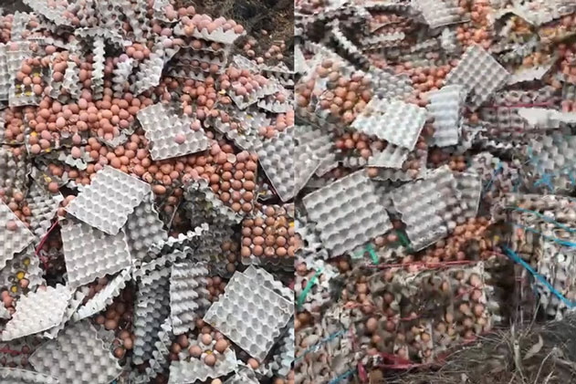 Thay vì mang đi làm từ thiện, hàng nghìn quả trứng gà bị đem đổ bỏ khiến ai cũng tiếc nhưng sự thật phía sau là gì?