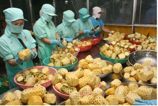 Xuất khẩu nông sản Việt sang thị trường Ma Rốc cần cạnh tranh về giá