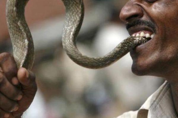 Bị rắn cắn vào chân, người đàn ông cắn lại, con rắn kịch độc lăn ra chết