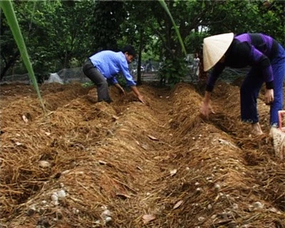 Vật liệu chính trong kỹ thuật tròng nấm rơm là rơm được ủ