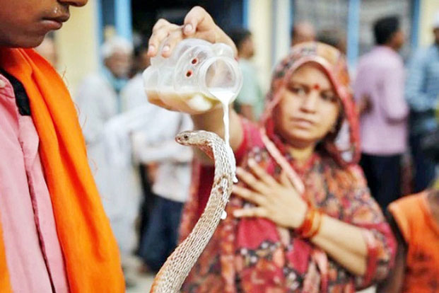 Naga Panchami, lễ hội tôn thờ rắn thiêng của tín đồ đạo Hindu