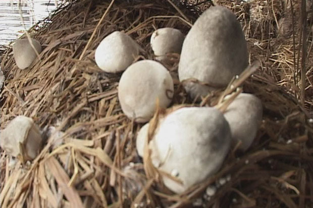 Kỹ thuật trồng nấm rơm đơn giản, năng suất cao