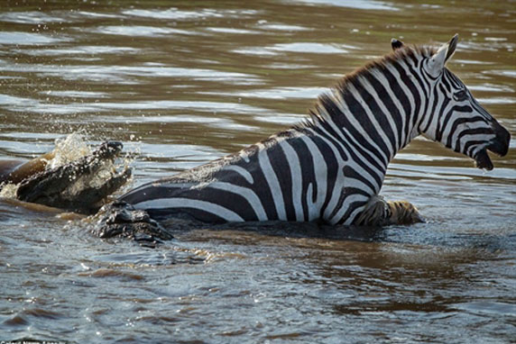 Lọt giữa bầy cá sấu, ngựa vằn làm điều không tưởng