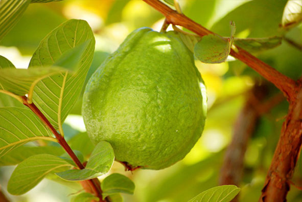 Kỹ thuật trồng ổi lê Đài Loan trong chậu đơn giản, sai quả