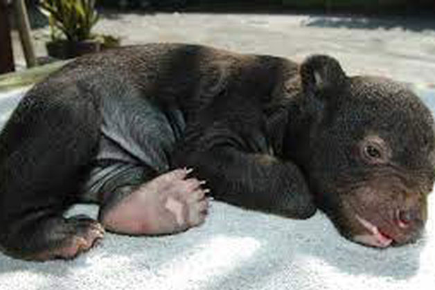 Lên núi gặp 1 con chó con nên đem về nuôi, 1 thời gian sau người đàn ông tái mặt nhận ra "bộ mặt thật" của con vật