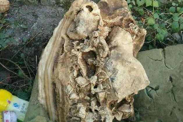 Chàng trai nhặt “cục xương” ở con lạch mang về nhà trưng bày: Hay tin, cả thôn kéo đến rồi tức giận đùng đùng - Vì sao?