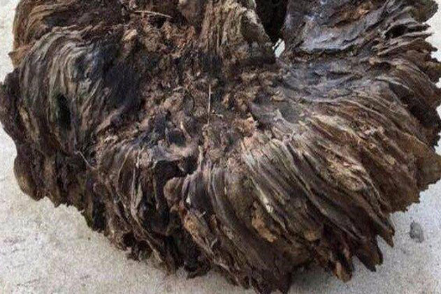 Ông lão lên núi đốn củi, phát hiện "khối u" hình thù quái dị: Cứ ngỡ chỉ để làm củi đốt, không ngờ có một ngày thần Tài gõ cửa!