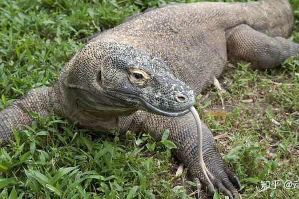 Rồng Komodo mạnh cỡ nào? Nó có đủ khả năng để giết bao hoa mai không?