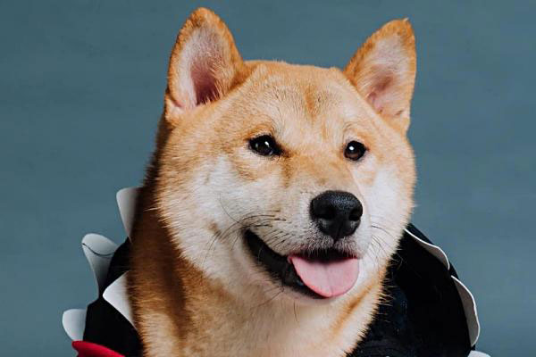 Màu lông của 'cậu vàng' hóa ra được di truyền từ những con sói sống hàng triệu năm trước