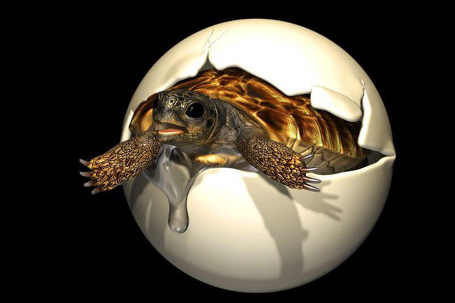 Vì sao phôi thai rùa quý hiếm 90 triệu năm tuổi vẫn tồn tại?