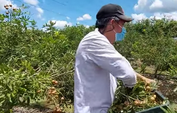 Bến Tre: Nhiều giải pháp khơi thông thị trường nông sản