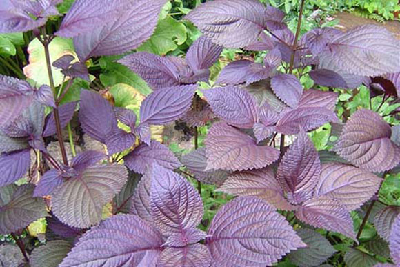 Cách trồng tía tô đơn giản tại nhà cho rau ăn quanh năm