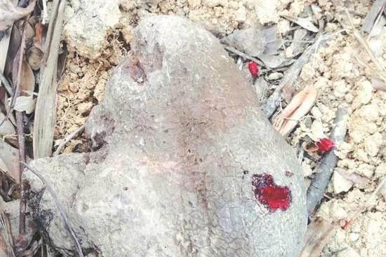 Gặp hòn đá biết 'chảy máu' chuyên gia mừng rỡ, bí mật 600 năm của một đế vương cận kề cái chết được tiết lộ