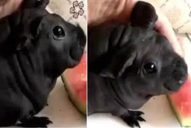 Thấy chú cún dễ thương, chàng trai hí hửng mua về, nuôi được 1 thời gian mới bủn rủn chân tay khi rõ danh tính con vật