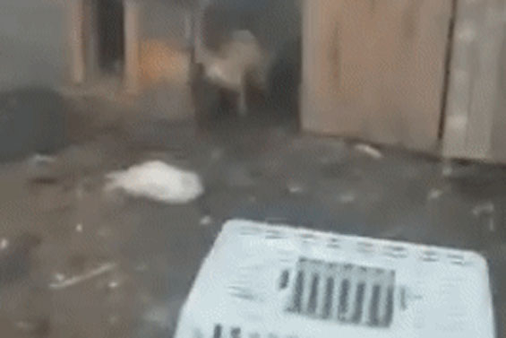 Lẻn vào chuồng gà kiếm ăn, cáo bị 2 con chó Pitbull phát hiện và tấn công dữ dội