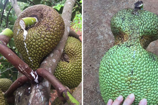 Quả mít "giữ eo" mọc đúng chỗ hiểm hóc khiến dân tình hết sức tò mò: Bổ ra trông thế nào, liệu có còn ăn được?