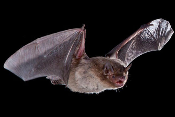 Con dơi bị mèo cắn chết sau khi bay kỷ lục hơn 2.000 km