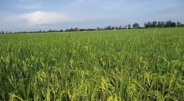 Cần Thơ: Hỗ trợ doanh nghiệp và tiểu thương ký hợp đồng bao tiêu lúa thu đông 2021