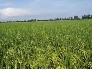 Cần Thơ: Hỗ trợ doanh nghiệp và tiểu thương ký hợp đồng bao tiêu lúa thu đông 2021