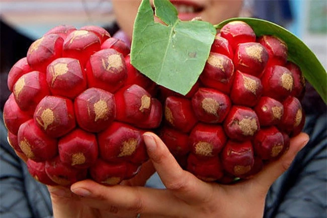 Trèo cây cao hái lan, thợ rừng bất ngờ phát hiện loại trái thần dược phòng the, giá vài triệu đồng mỗi ký - Ảnh 1.