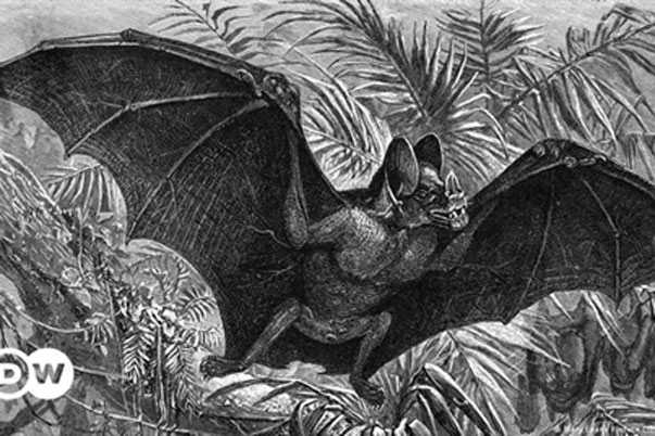 Tìm thấy loài dơi ma cà rồng khổng lồ chuyên hút máu