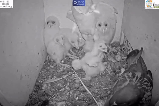 Chuyện kỳ lạ trong tổ chim cú lợn: Chim bố về và phát hiện 'kẻ lạ', kết cục bất ngờ!