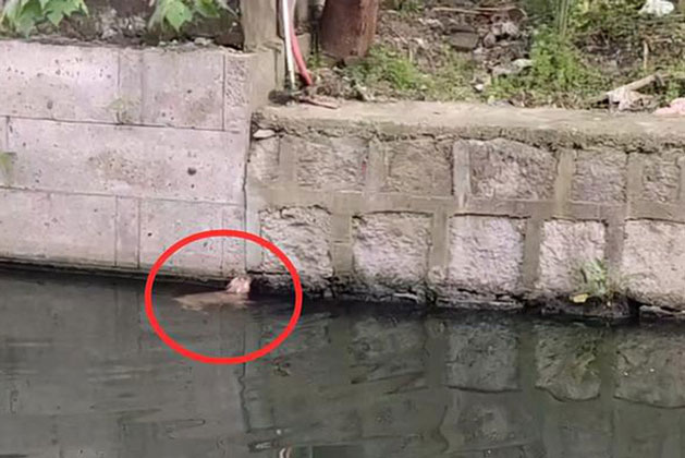 Giải cứu chú chó rơi xuống ao, người đàn ông chứng kiến cảnh tượng khó tin khi con vật được vớt lên