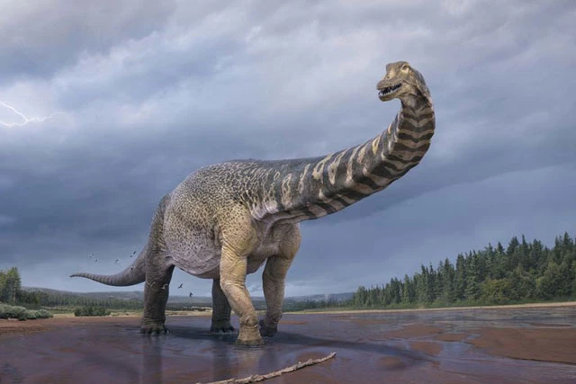 Các chuyên gia đã phát hiện ra một loài khủng long mới từng lang thang ở Australia, Australotitan cooperensis. Ảnh: nydailynews.com