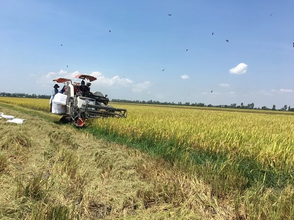 Địa bàn tỉnh Sóc Trăng đã thu hoạch gần 15.000ha, sản lượng hơn 83.300 tấn, lúa sau thu hoạch được các thương lái, nhà máy trong và ngoài tỉnh thu mua hết.