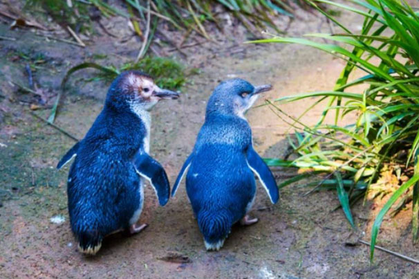 Hơn 6.000 con chim cánh cụt bị quét sạch tại một hòn đảo vì sự xuất hiện của một con quỷ