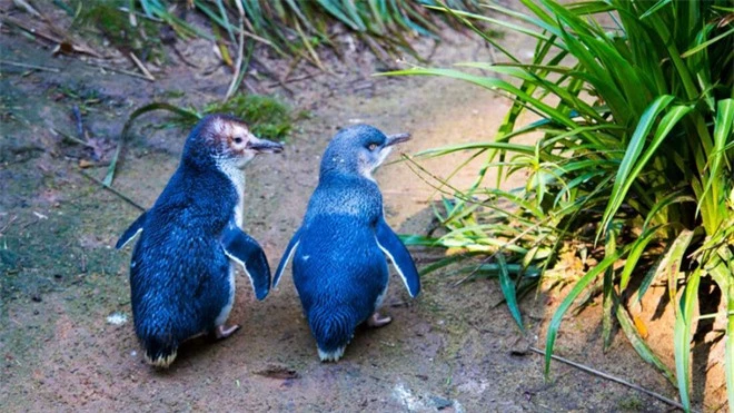 Hơn 6000 con chim cánh cụt bị quét sạch tại một hòn đảo vì sự xuất hiện của một con quỷ - Ảnh 1.