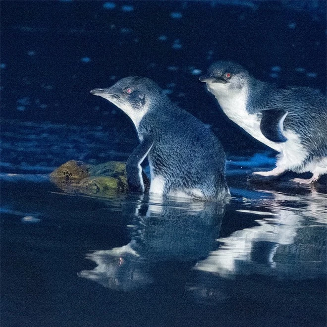 Hơn 6000 con chim cánh cụt bị quét sạch tại một hòn đảo vì sự xuất hiện của một con quỷ - Ảnh 4.