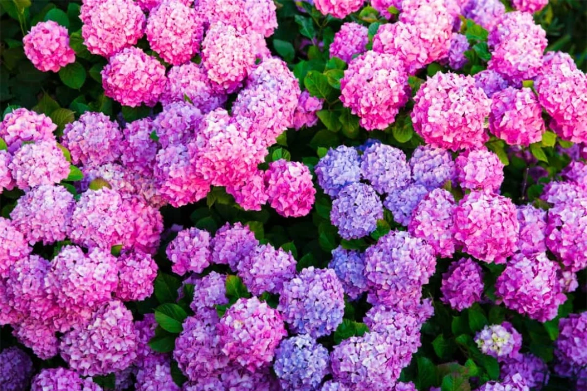 Cẩm tú cầu: Loài hoa này có nguồn gốc từ Nhật Bản nhưng cái tên của nó (Hydrangea) xuất phát từ Hy Lạp với "hydor" có nghĩa là "nước" và "angos" nghĩa là cái lọ hoặc cái bình.