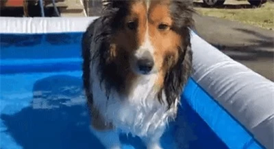 Mua bể bơi về để phục vụ riêng cho chó cưng, chủ nhân không ngờ phải chứng kiến 1 chuyện ngoài tưởng tượng - Ảnh 4.