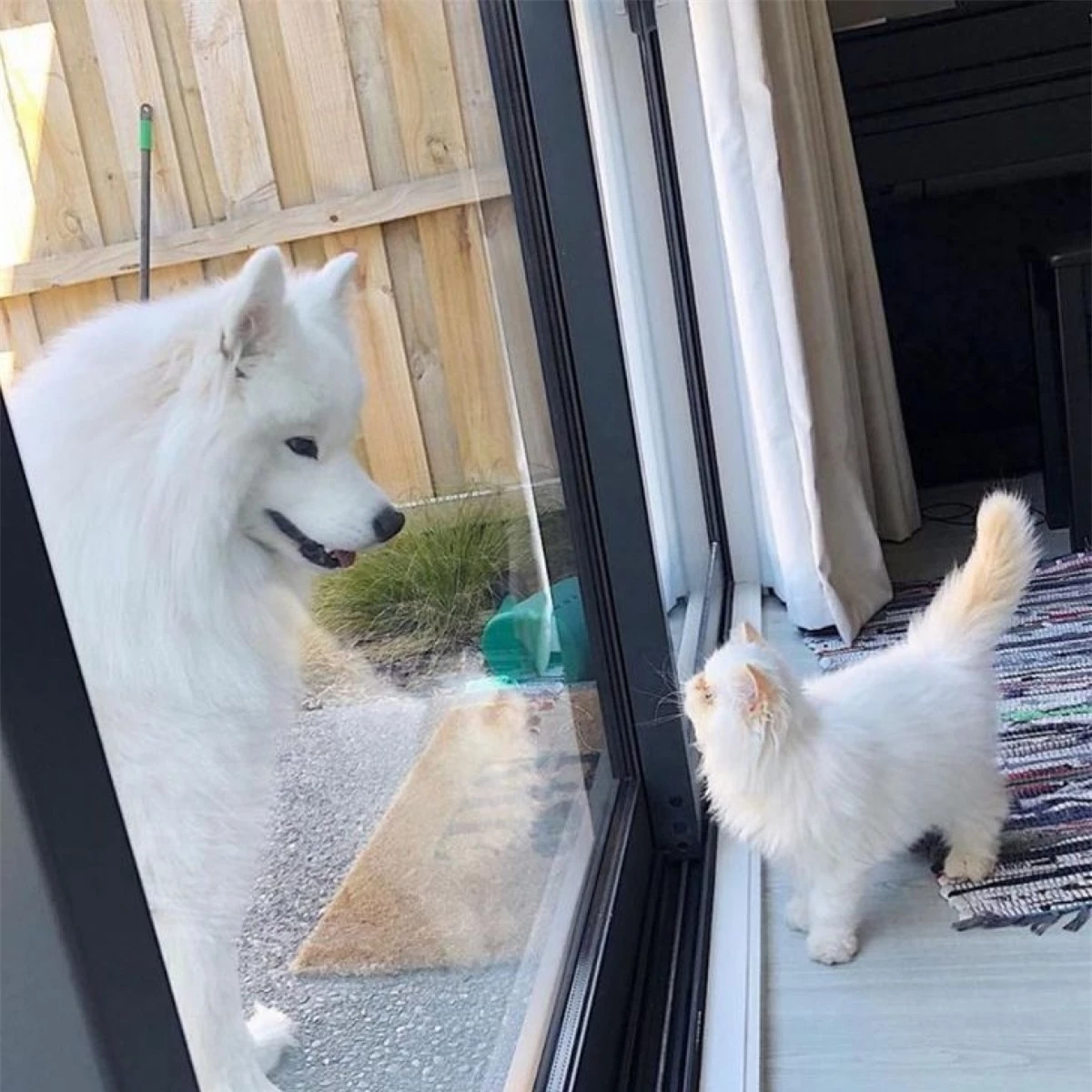 Chú chó Casper và chú mèo Romeo gắn bó với nhau ngay từ lần đầu gặp gỡ.