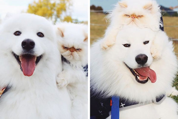 Tan chảy trước tình bạn đáng yêu giữa mèo cau có và chó vui vẻ