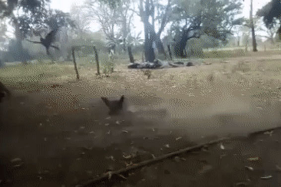 Gà mẹ 'phi thân như ninja' tấn công diều hâu, kẻ thù chết... không kịp nhắm mắt