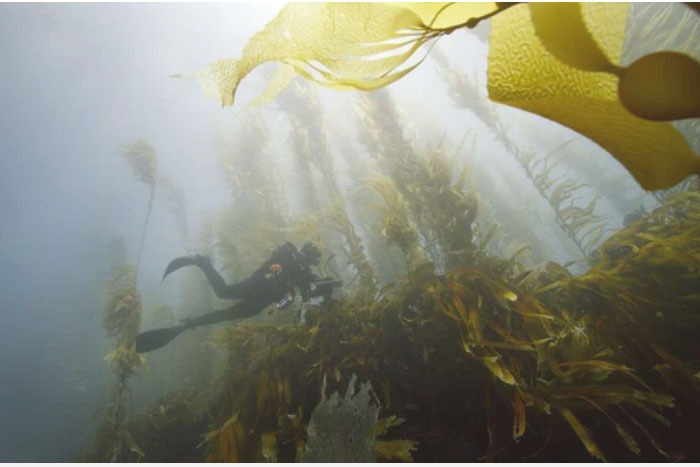 Hòn đảo tách biệt nhất thế giới nay trở thành khu bảo tồn lớn bậc nhất: Thiên đường chỉ tồn tại khi không có bàn tay của con người?