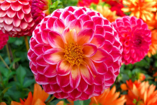 Khám phá ý nghĩa của các loài hoa