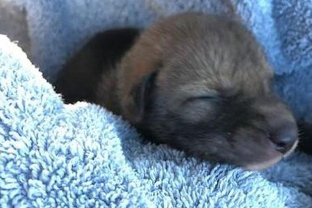 Người đàn ông giải cứu 1 chú chó bơ vơ giữa đường, chuyên gia vừa nhìn thấy đã bảo: Không phải chó đâu!