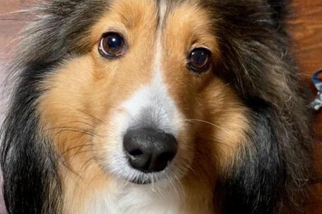 Mua bể bơi về để phục vụ riêng cho chó cưng, chủ nhân không ngờ phải chứng kiến 1 chuyện ngoài tưởng tượng